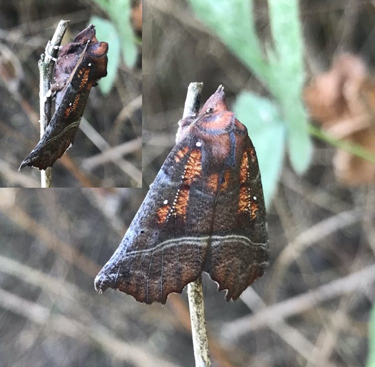 A herald moth resting near a farmland pond. | Richard Elton Walton | Author provided