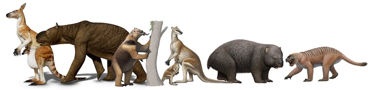 Humans coexisted with three-tonne marsupials and lizards as long as cars in ancient Australia