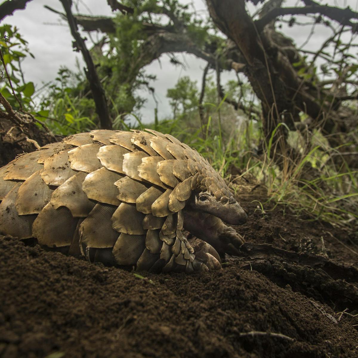 Back from extinction: a world first effort to return threatened pangolins  to the wild