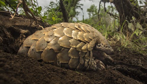 a world first effort to return threatened pangolins to the wild