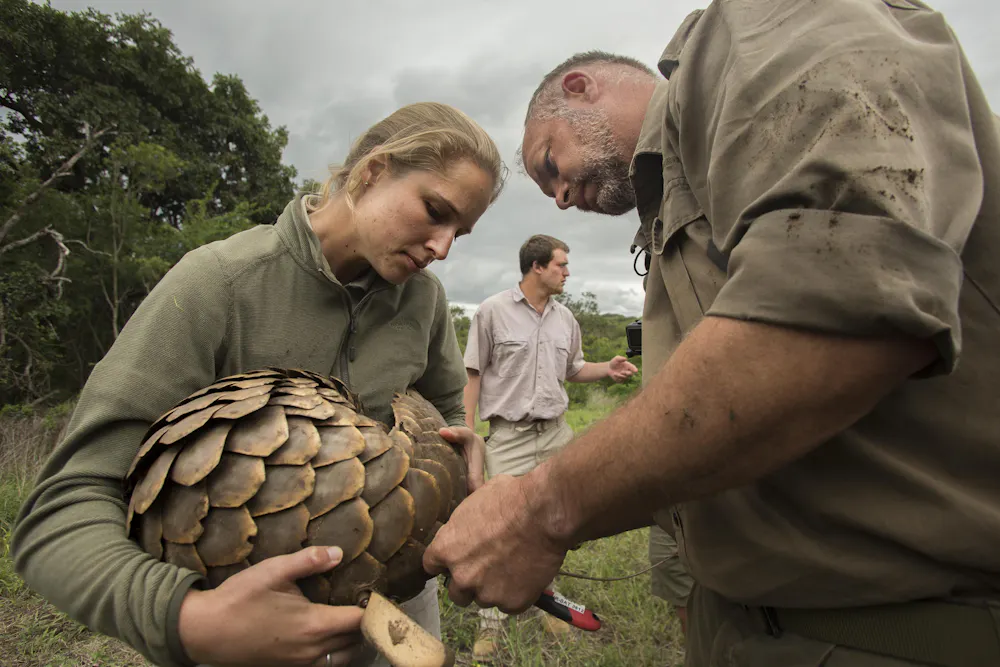 Pangolin Activity Back from extinction: a world first effort to return threatened ...