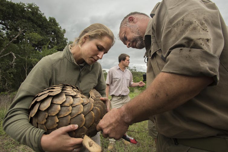 a world first effort to return threatened pangolins to the wild