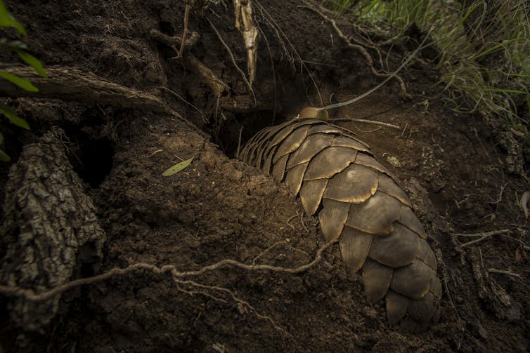 a world first effort to return threatened pangolins to the wild