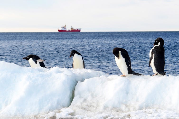 Climate change threatens Antarctic krill and the sea life that depends on it