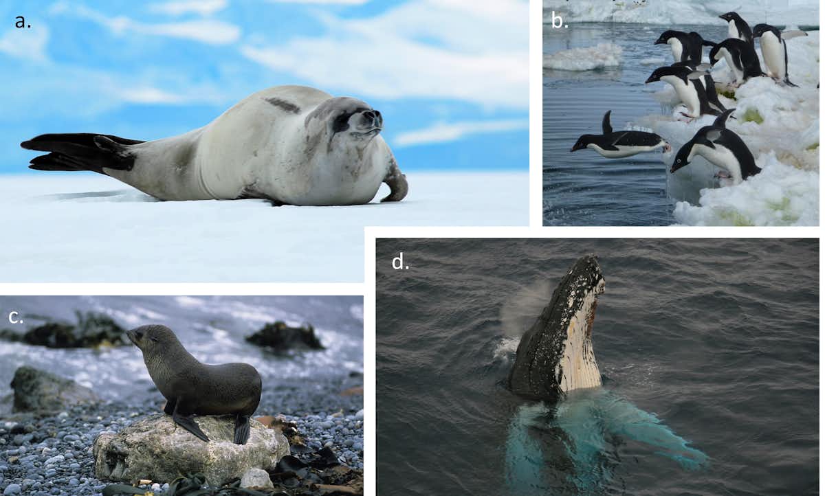 Climate Change Threatens Southern Ocean