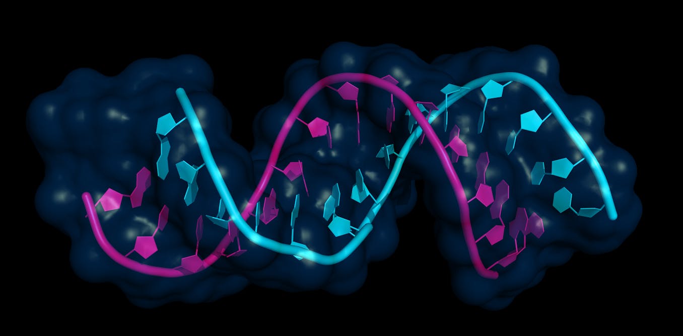 Micrornas: the ‘junk’ genetic material with huge potential to fight cancer and dementia