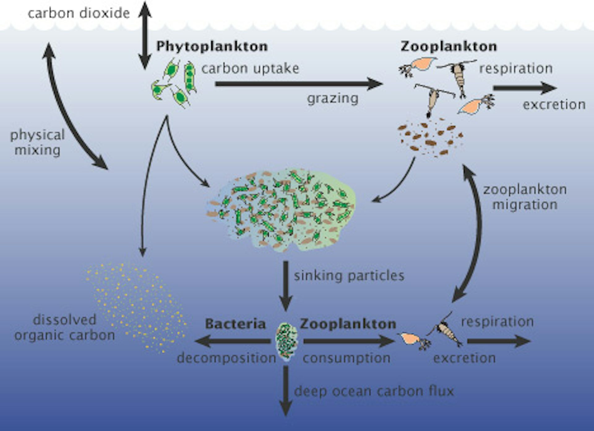 Tiny Plankton Drive Processes In The Ocean That Capture Twice As Much ...