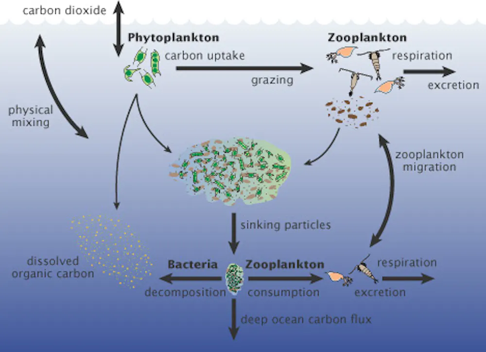 Tiny Plankton Drive Processes In The Ocean That Capture Twice As Much tiny-plankton-drive-processes-in-the-ocean-that-capture-twice-as-much