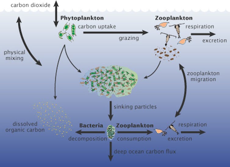 Tiny plankton drive processes in the ocean that capture twice as much carbon as scientists thought