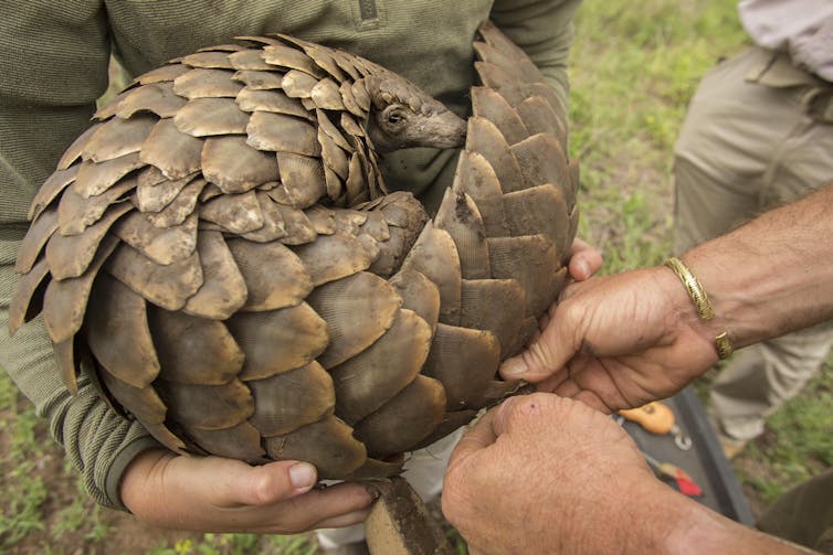 Back from extinction: a world first effort to return threatened pangolins to the wild