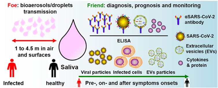 why saliva tests could offer a better alternative to nasal COVID-19 swabs