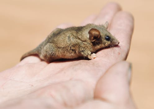 After the bushfires, we helped choose the animals and plants in most need. Here's how we did it