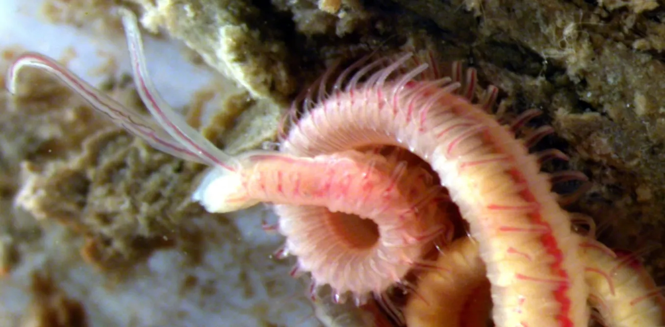 Shellfish Bug Parasitic worms in your shellfish lead a creepy but popular lifestyle