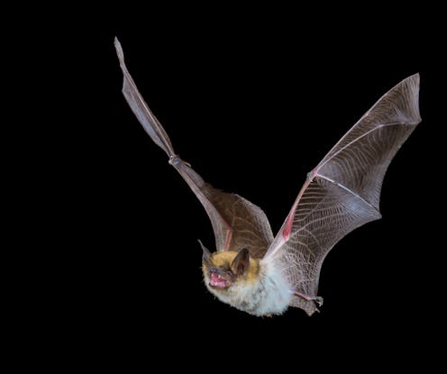 Bat and bird poo can tell you a lot about ancient landscapes in