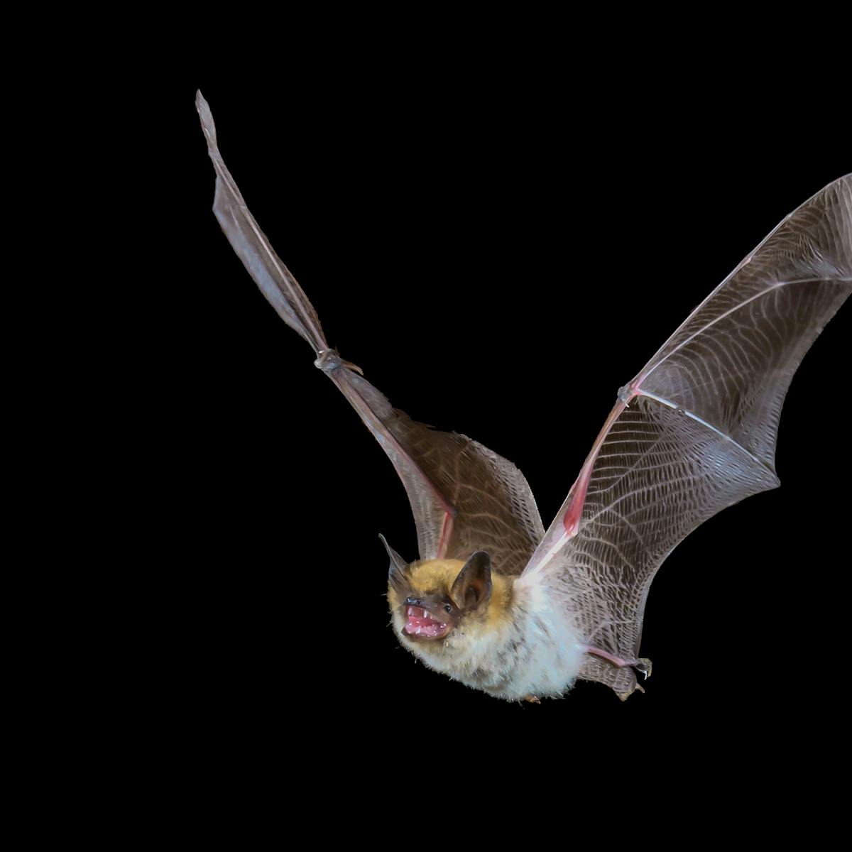 Why Bats Don T Get Sick From The Viruses They Carry But Humans Can