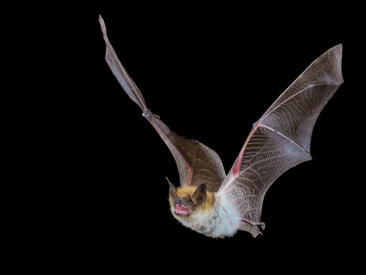 Why bats don't get sick from the viruses they carry, but humans can