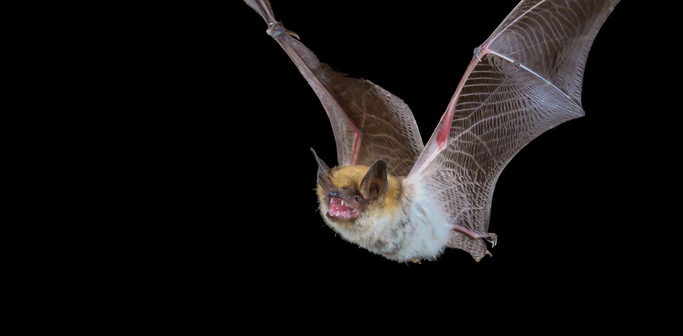 Why bats don't get sick from the viruses they carry, but humans can