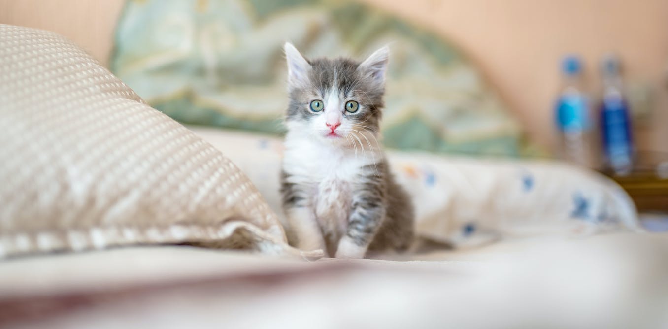 Keeping cats indoors is a rare solution where everybody wins