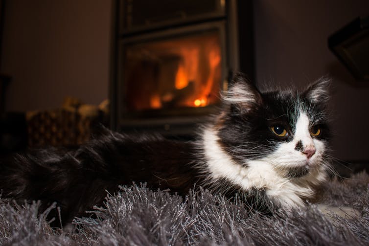 15 ways to keep your indoor cat happy