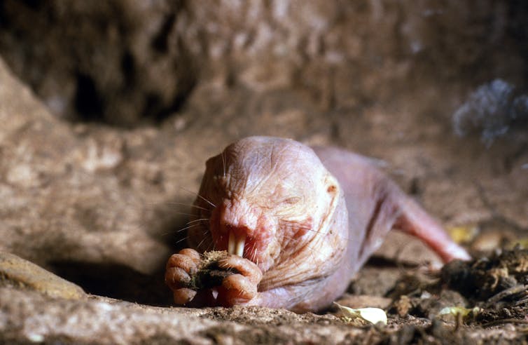 Naked mole rats had lower protein turnover compared to mice, which have a short lifespan, thus preventing ageinf