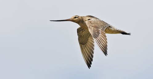 hunters kill migrating birds on their 10,000km journey to Australia