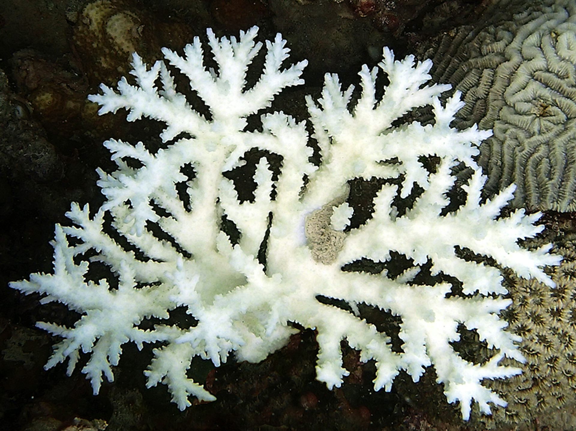 Скелет коралла Акропора. Скелет мадрепоровых кораллов. Скелеты кораллов Acropora. Белый коралл.