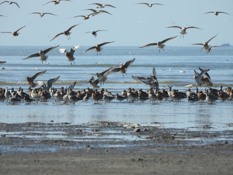 Be still, my beating wings: hunters kill migrating birds on their 10,000km journey to Australia