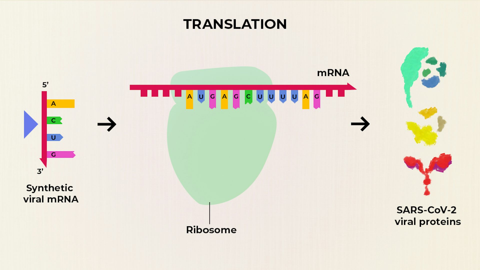 Biotechnology companies : What the phase 1 trials of the first COVID-19 ...