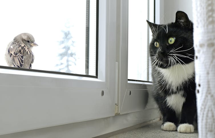 Don't let them out: 15 ways to keep your indoor cat happy