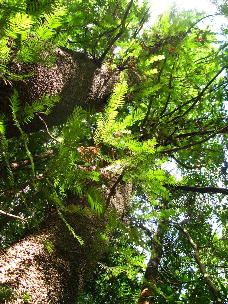 Backyard gardeners around the world are helping to save Australia's deeply ancient Wollemi pine