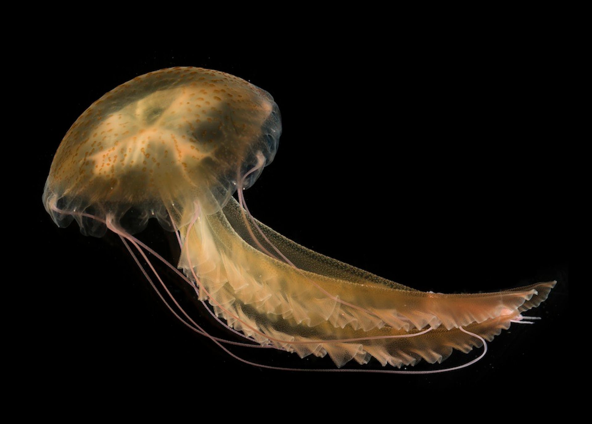 What you need to know about jellyfish attacks on salmon farms