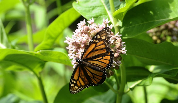Monarch butterflies' spectacular migration is at risk – an ambitious new plan aims to help save it
