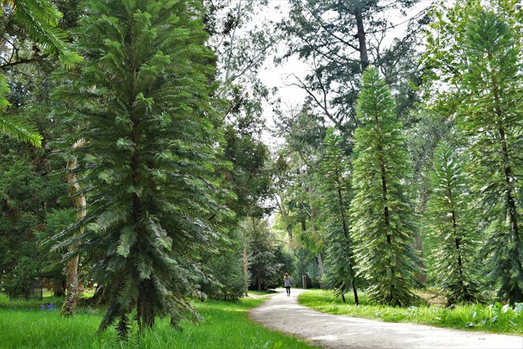 Backyard gardeners around the world are helping to save Australia's deeply ancient Wollemi pine