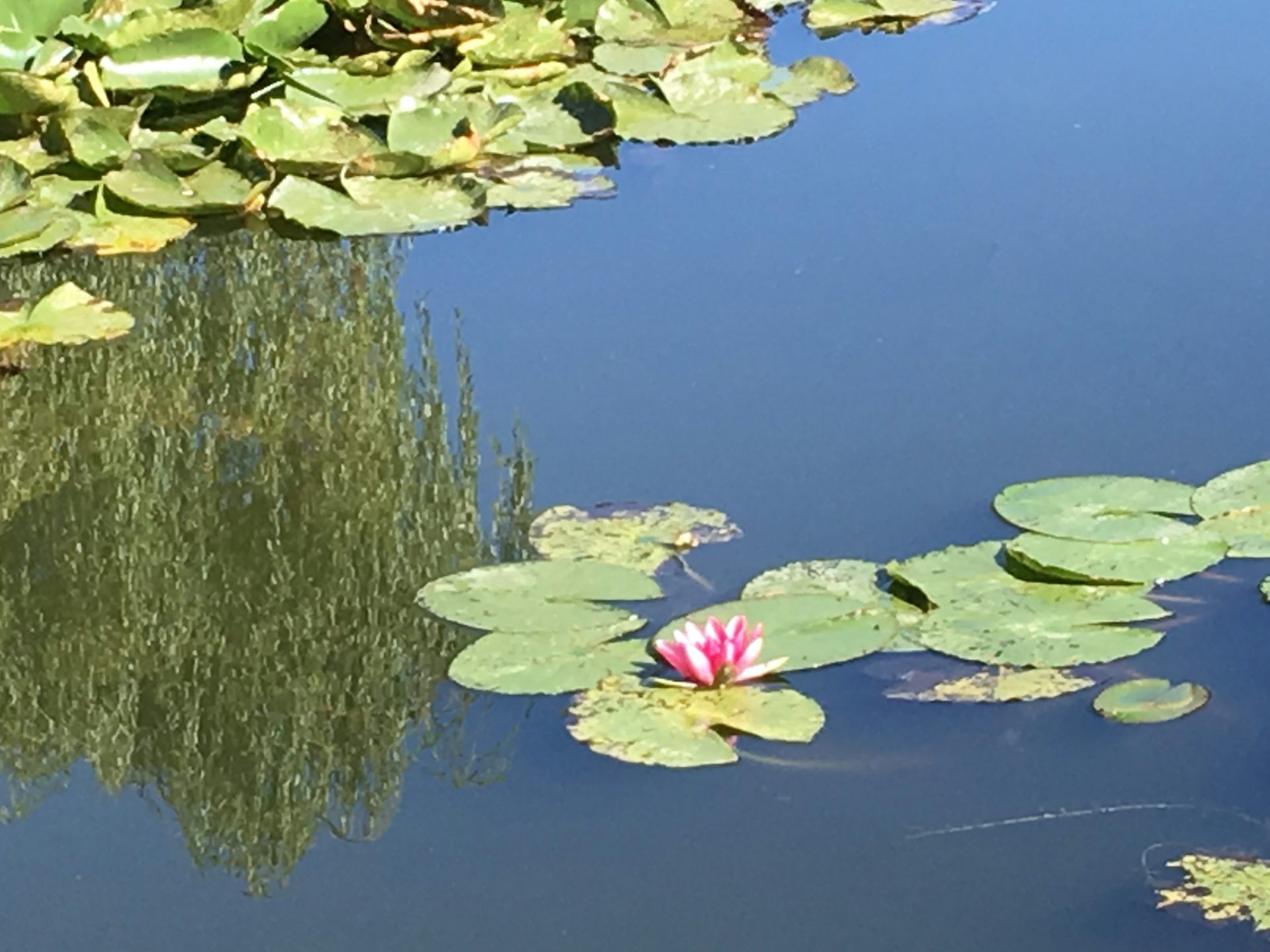 Les jardins de Giverny, source d’inspiration picturale