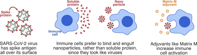 The vaccine we're testing in Australia is based on a flu shot. Here's how it could work against coronavirus