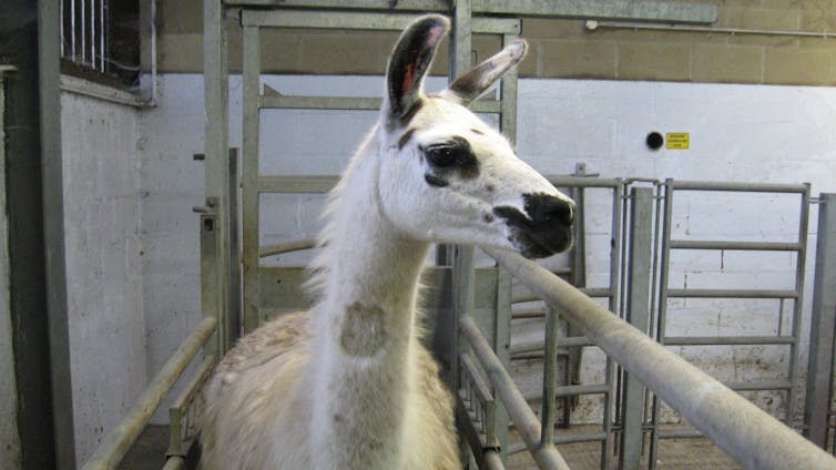 Coronavirus Why We Re Using Llamas To Help Fight The Pandemic