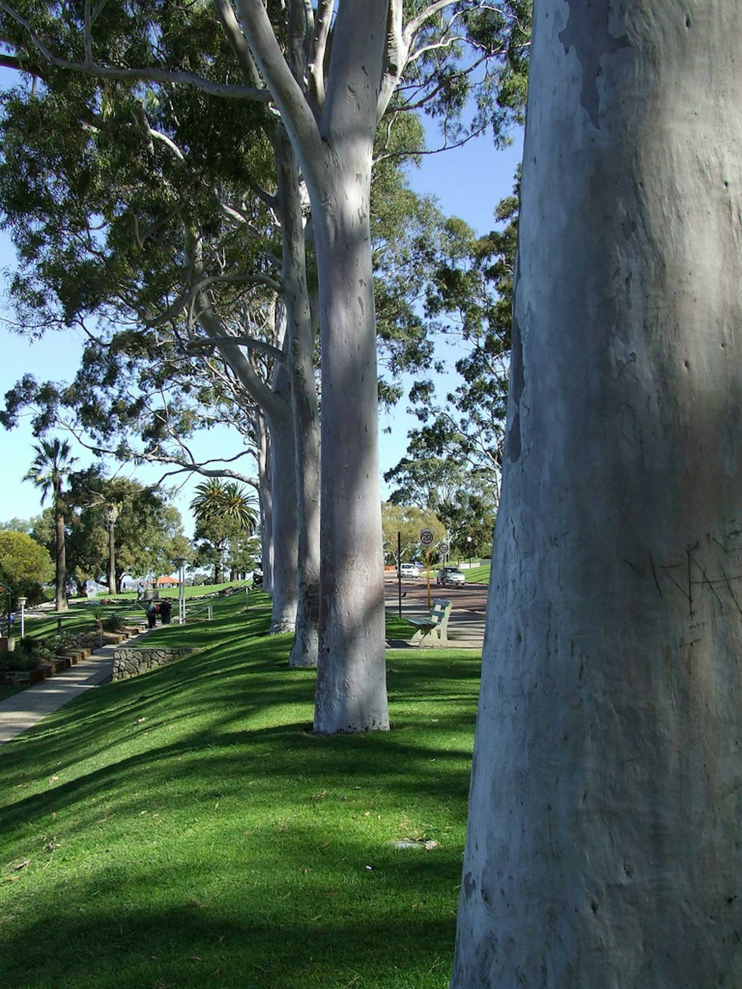 Sustainable cities need trees, not freeways