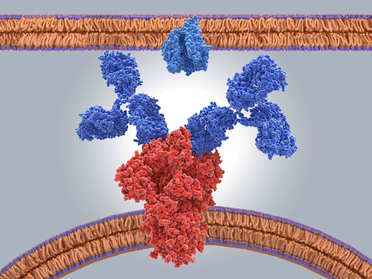 Antigen tests for COVID-19 are fast and easy – and could solve the coronavirus testing problem despite being somewhat inaccurate