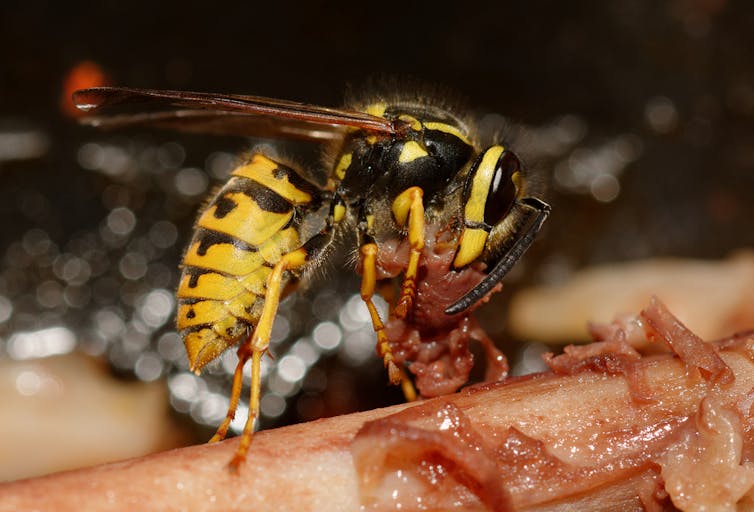 Forget ‘murder hornets’, European wasps in Australia decapitate flies and bully dingoes