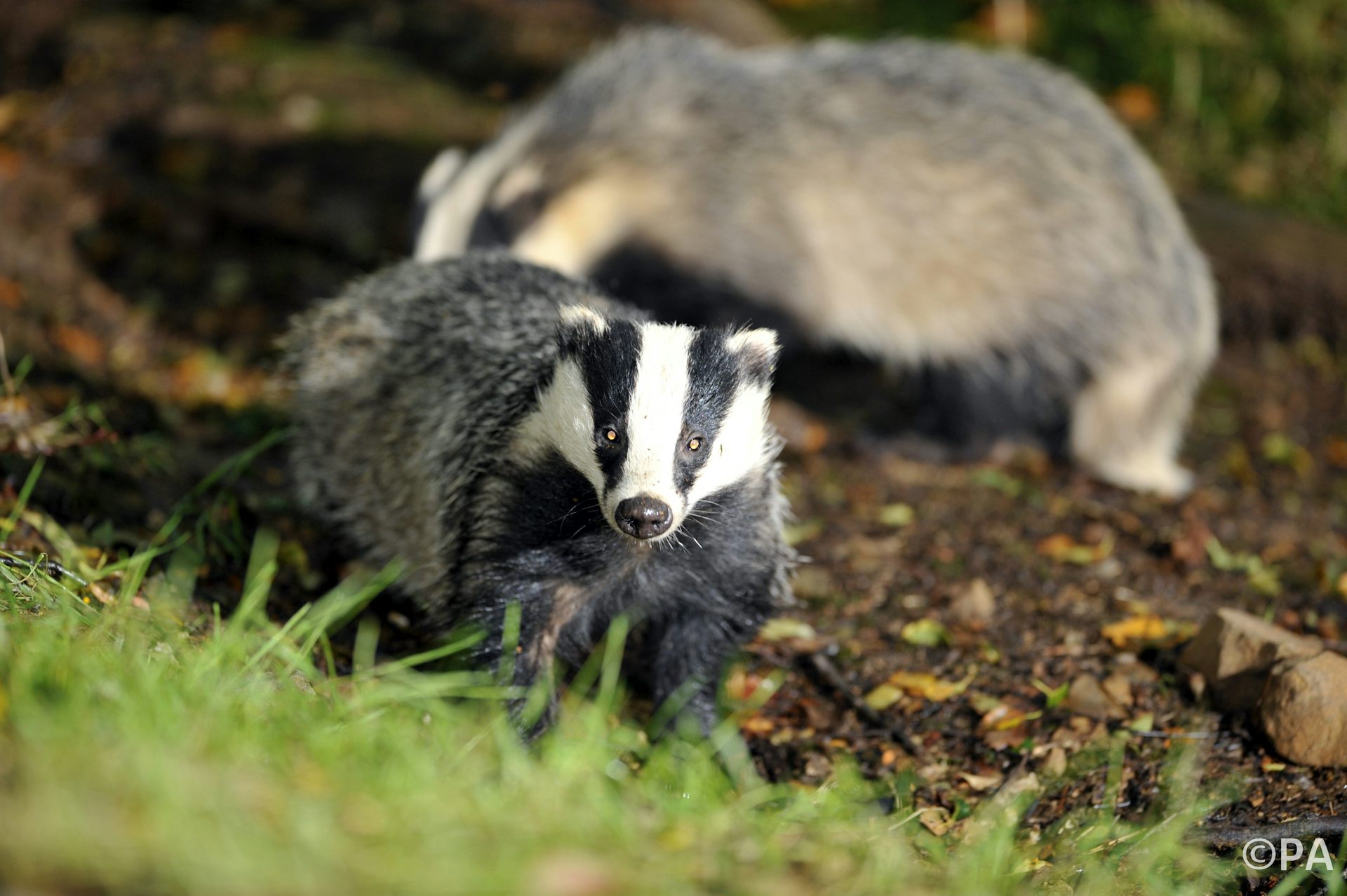 Tuberculosis, Tracking Devices, And The Social Lives Of Badgers