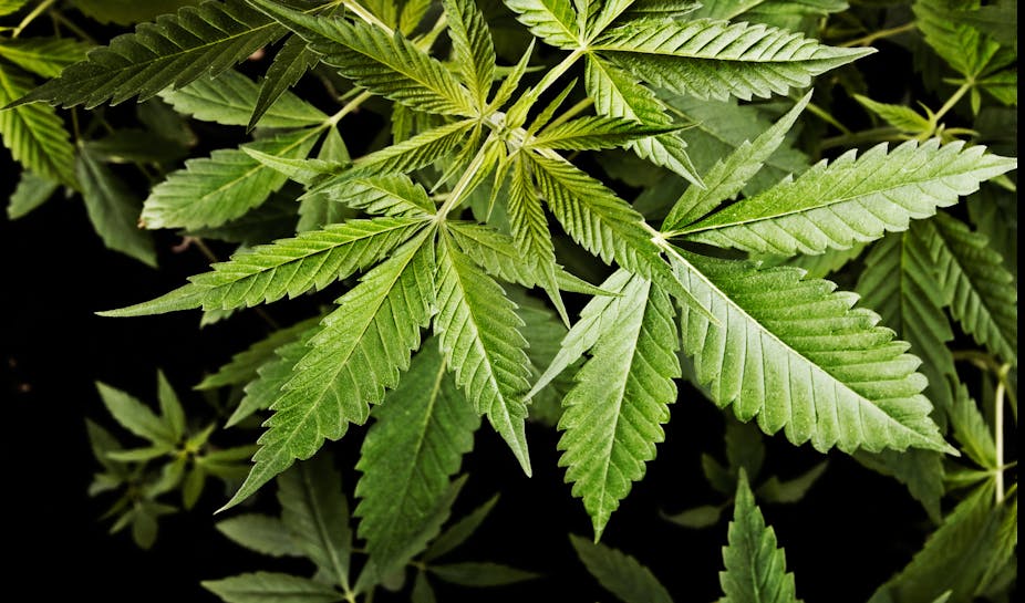 Cannabis: high potency strains linked to greater chance of anxiety – new research
