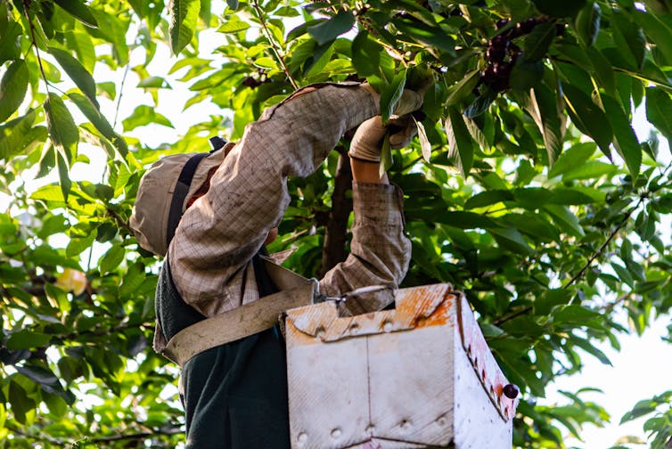 An agricultural worker picks cherries from a cherry tree