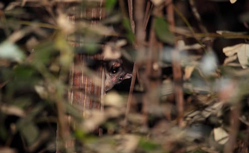 The Leadbeater's possum finally had its day in court. It may change the future of logging in Australia