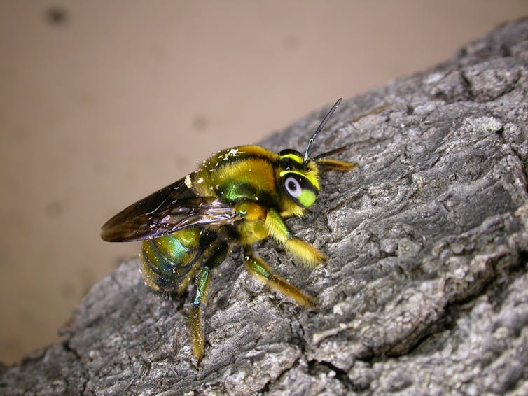 'Jewel of nature': scientists fight to save a glittering green bee after the summer fires
