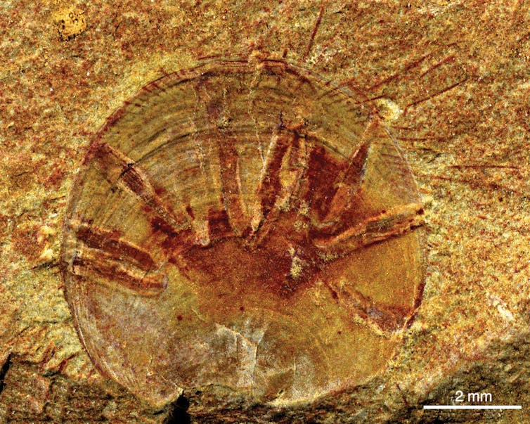 A 515 million-year-old freeloader: this nutrient-stealing marine worm is the oldest known parasite