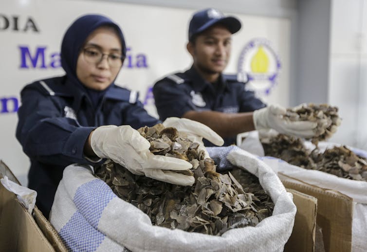 a world first effort to return threatened pangolins to the wild