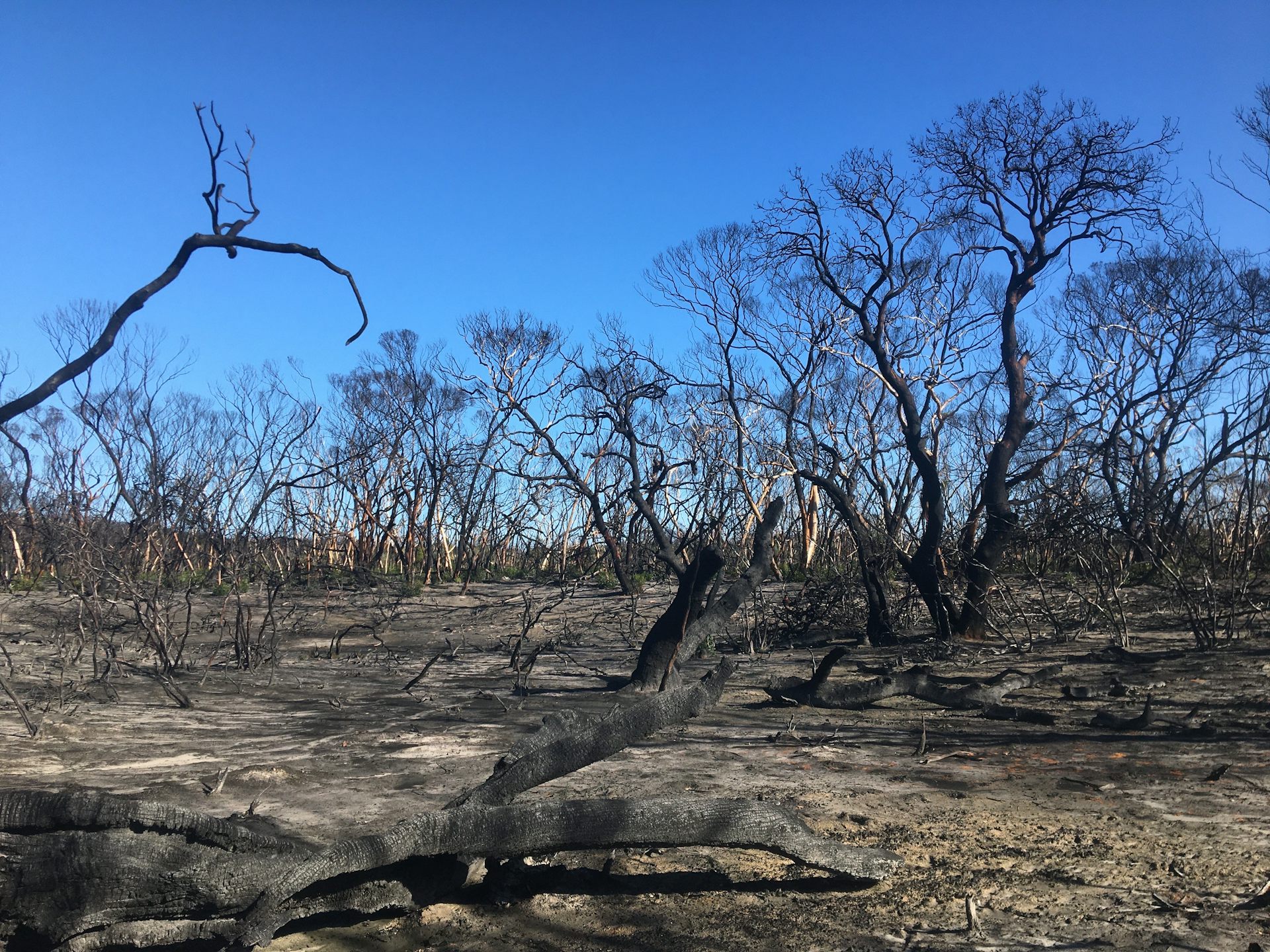 I'm searching firegrounds for surviving Kangaroo Island Micro-trapdoor spiders. 6 months on, I'm yet to find any