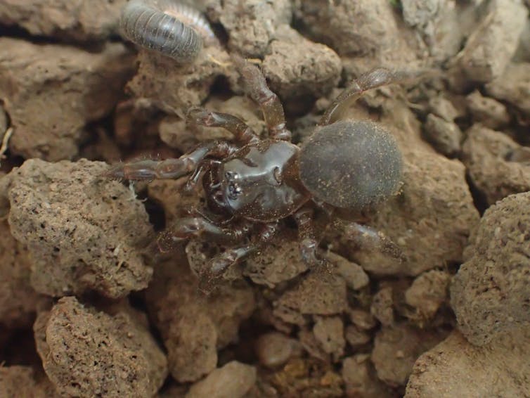 I'm searching firegrounds for surviving Kangaroo Island Micro-trapdoor spiders. 6 months on, I'm yet to find any