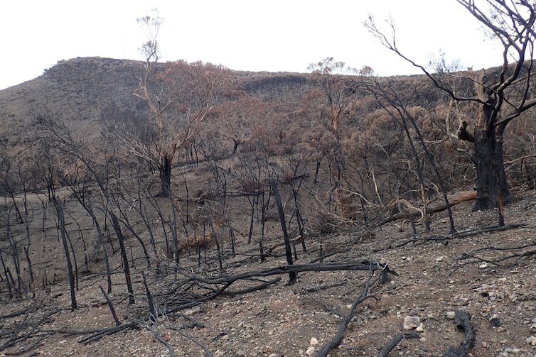 I'm searching firegrounds for surviving Kangaroo Island Micro-trapdoor spiders. 6 months on, I'm yet to find any