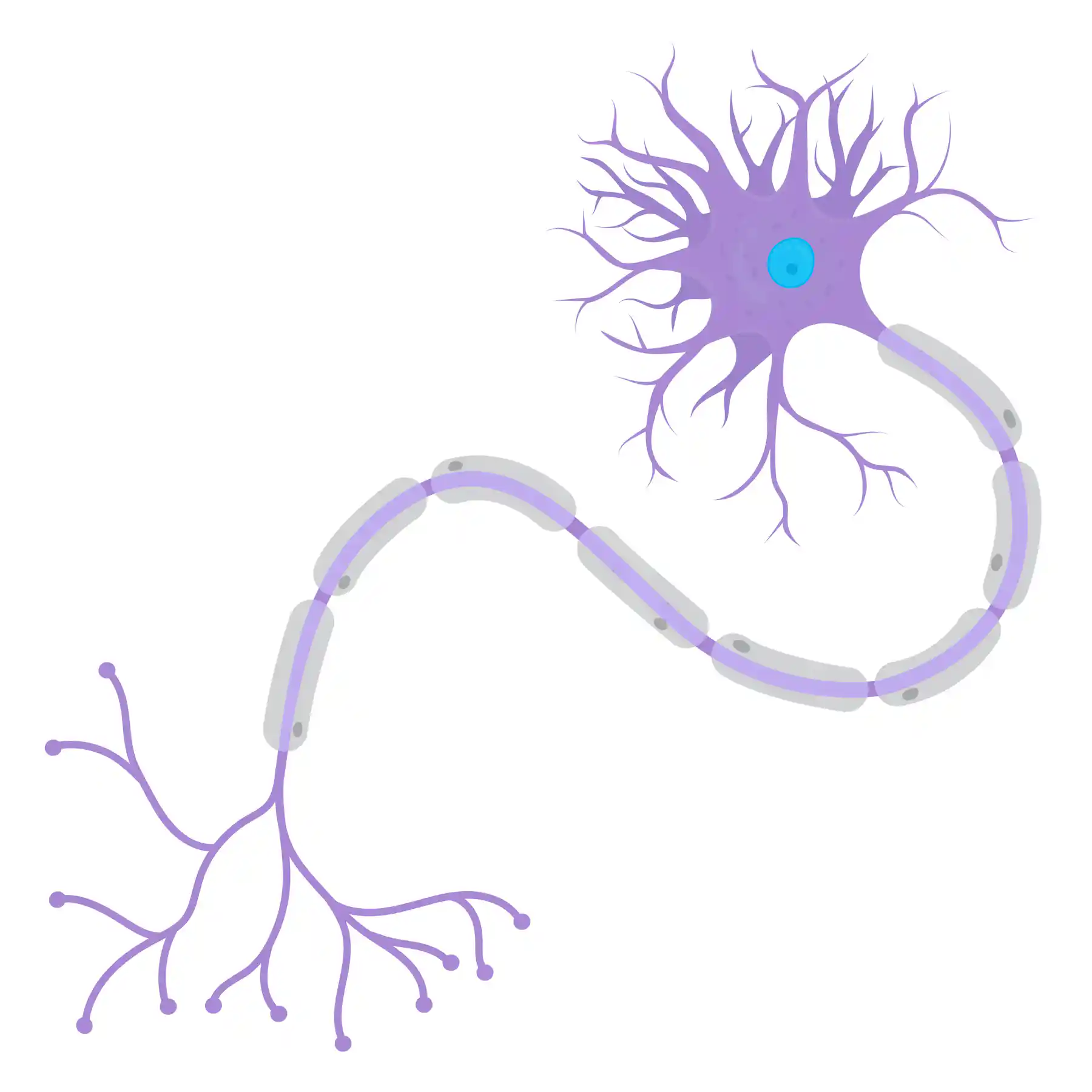 Dibujo De Una Neurona Nuestras neuronas sufren atascos que pueden dañar el cerebro